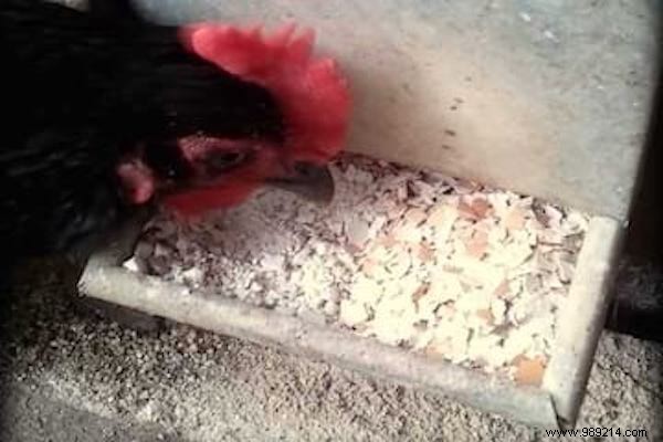 10 Genius Ways to Repurpose Eggshells for Gardening, Health, and Home