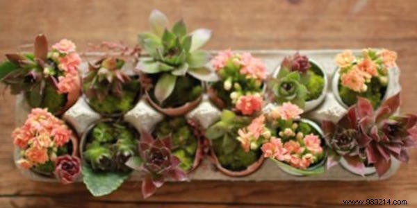 10 Genius Ways to Repurpose Eggshells for Gardening, Health, and Home