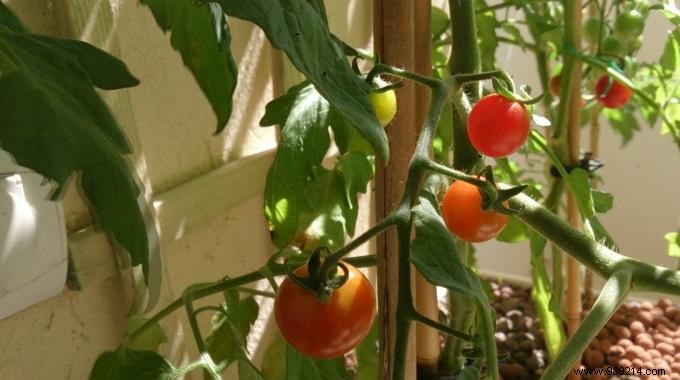 Grow Luscious 100% Organic Tomatoes at Home: Proven Tips from a Seasoned Gardener