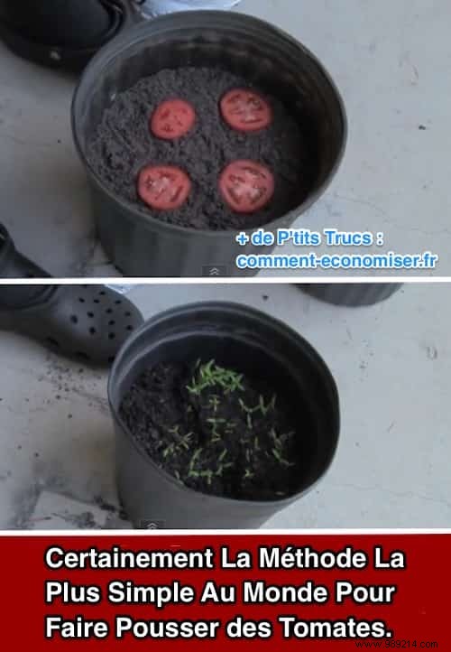 The Simplest Way to Grow Tomatoes from Overripe Fruit – A Gardener s Proven Hack