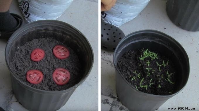 The Simplest Way to Grow Tomatoes from Overripe Fruit – A Gardener s Proven Hack