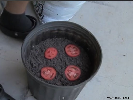 The Simplest Way to Grow Tomatoes from Overripe Fruit – A Gardener s Proven Hack