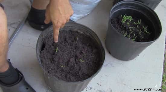 The Simplest Way to Grow Tomatoes from Overripe Fruit – A Gardener s Proven Hack