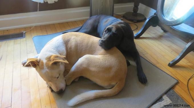 Stop Rugs from Slipping on Hardwood or Tile: 2 Proven, Budget-Friendly Fixes