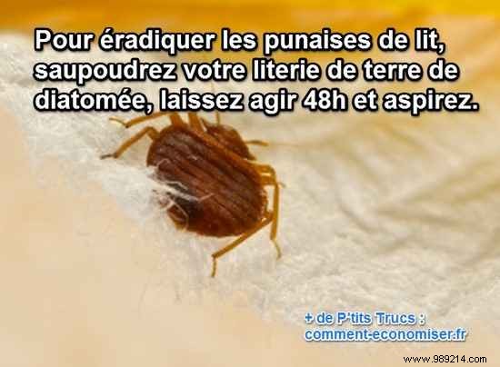 Eliminate Bed Bugs Naturally: Proven Diatomaceous Earth Method for Fast, Safe Results