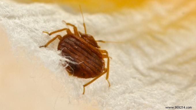 Eliminate Bed Bugs Naturally: Proven Diatomaceous Earth Method for Fast, Safe Results