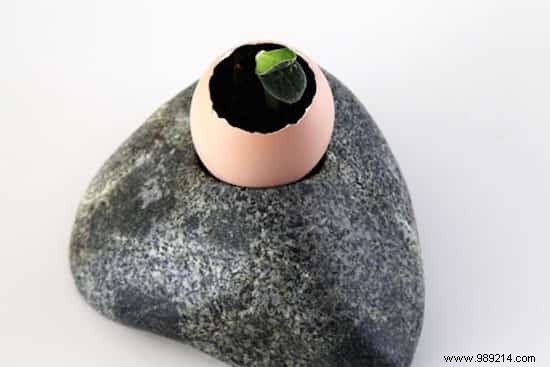 Eco-Friendly Eggshell Seedling Pots: Save 90% on Gardening Costs