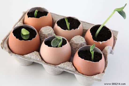 Eco-Friendly Eggshell Seedling Pots: Save 90% on Gardening Costs