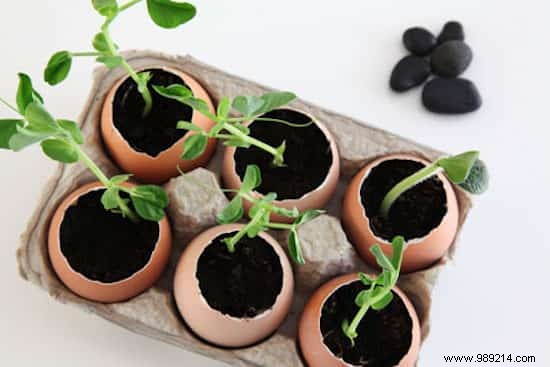 Eco-Friendly Eggshell Seedling Pots: Save 90% on Gardening Costs