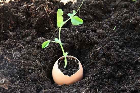 Eco-Friendly Eggshell Seedling Pots: Save 90% on Gardening Costs