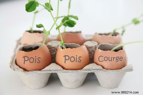 Eco-Friendly Eggshell Seedling Pots: Save 90% on Gardening Costs