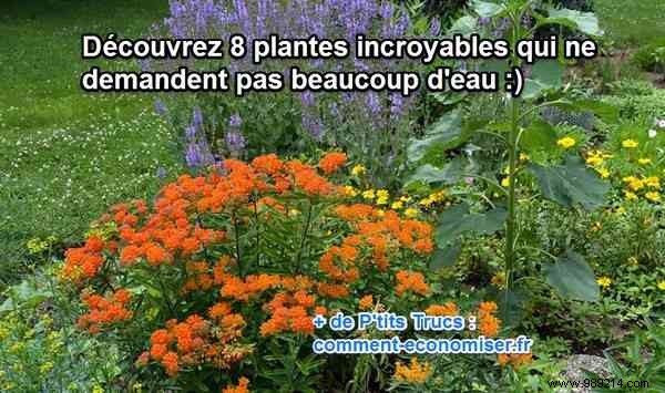 8 Expert-Recommended Drought-Tolerant Plants That Need Almost No Water