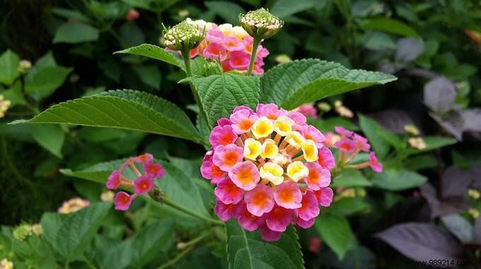 8 Expert-Recommended Drought-Tolerant Plants That Need Almost No Water