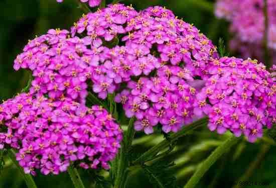 8 Expert-Recommended Drought-Tolerant Plants That Need Almost No Water