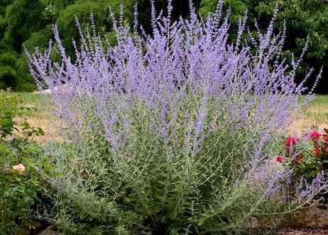 8 Expert-Recommended Drought-Tolerant Plants That Need Almost No Water