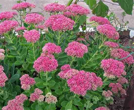 8 Expert-Recommended Drought-Tolerant Plants That Need Almost No Water