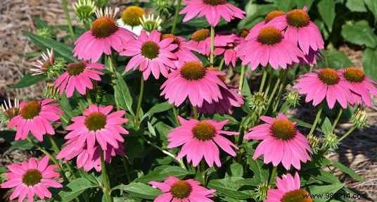 8 Expert-Recommended Drought-Tolerant Plants That Need Almost No Water
