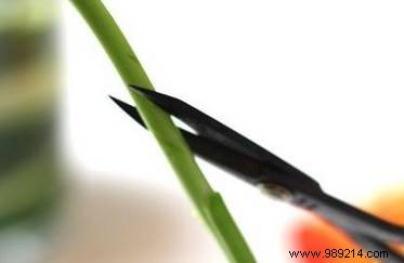 2 Proven Tips to Make Your Bouquet Last Longer: Baking Soda and Vinegar