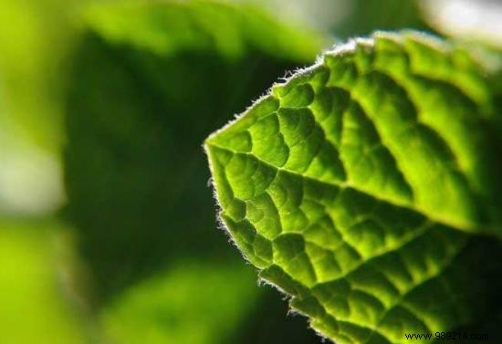 3 Proven Natural Remedies to Repel or Eliminate Rats and Mice from Your Home