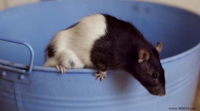 3 Proven Natural Remedies to Repel or Eliminate Rats and Mice from Your Home