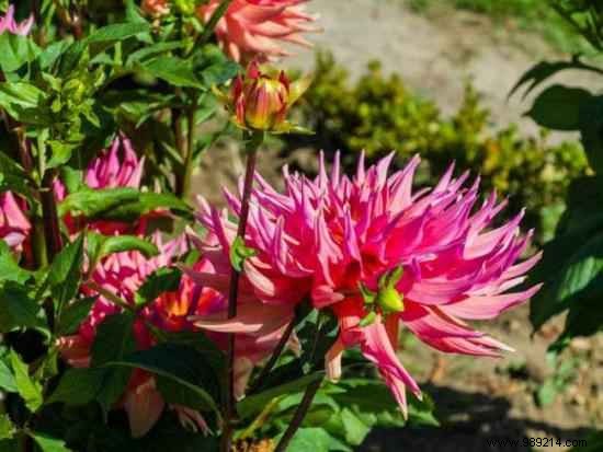 3 Proven Natural Remedies to Repel or Eliminate Rats and Mice from Your Home