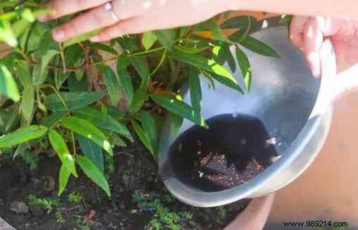 20 Proven Ways to Repurpose Used Tea Bags for Home, Garden, and Beauty