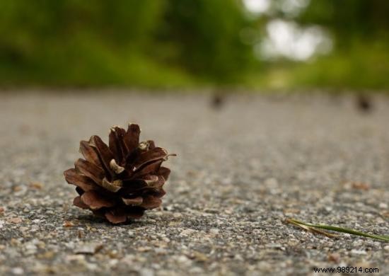 Create a Stunning Christmas Table with Free Natural Decorations