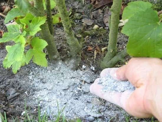 13 Proven Uses for Wood Ash in Your Home and Garden