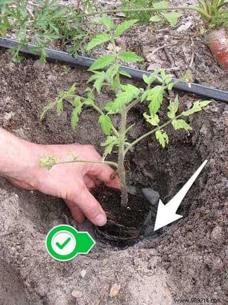 13 Proven Uses for Wood Ash in Your Home and Garden