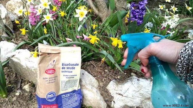 Baking Soda: The Natural Fungicide Every Gardener Needs – Proven DIY Guide