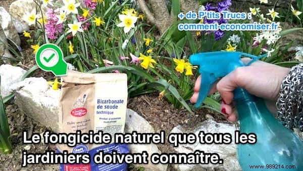 Baking Soda: The Natural Fungicide Every Gardener Needs – Proven DIY Guide