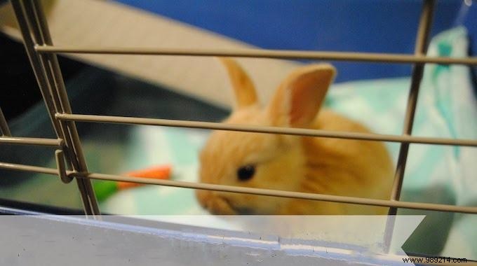 Safe, Natural Way to Disinfect Your Pet s Cage – Baking Soda Method