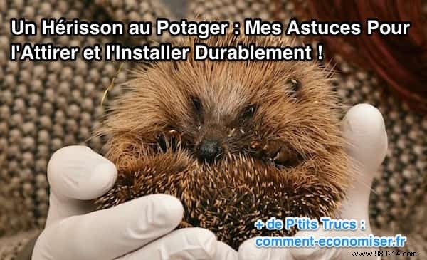 Attracting Hedgehogs to Your Vegetable Garden: Proven Tips from a Seasoned Gardener