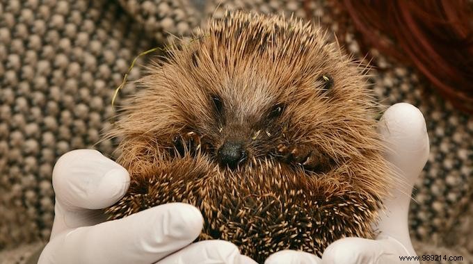 Attracting Hedgehogs to Your Vegetable Garden: Proven Tips from a Seasoned Gardener