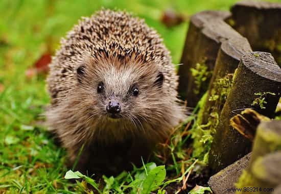 Attracting Hedgehogs to Your Vegetable Garden: Proven Tips from a Seasoned Gardener
