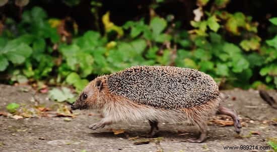 Attracting Hedgehogs to Your Vegetable Garden: Proven Tips from a Seasoned Gardener