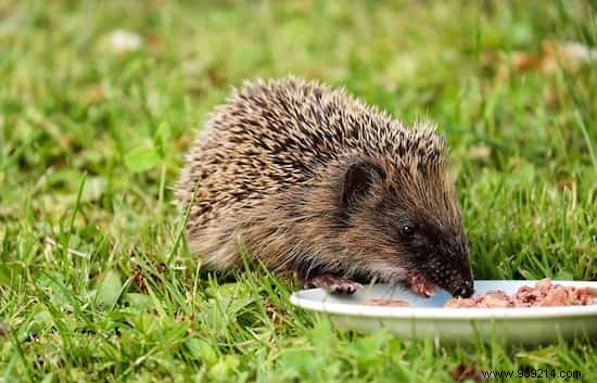 Attracting Hedgehogs to Your Vegetable Garden: Proven Tips from a Seasoned Gardener