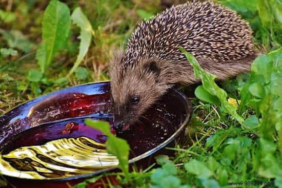 Attracting Hedgehogs to Your Vegetable Garden: Proven Tips from a Seasoned Gardener