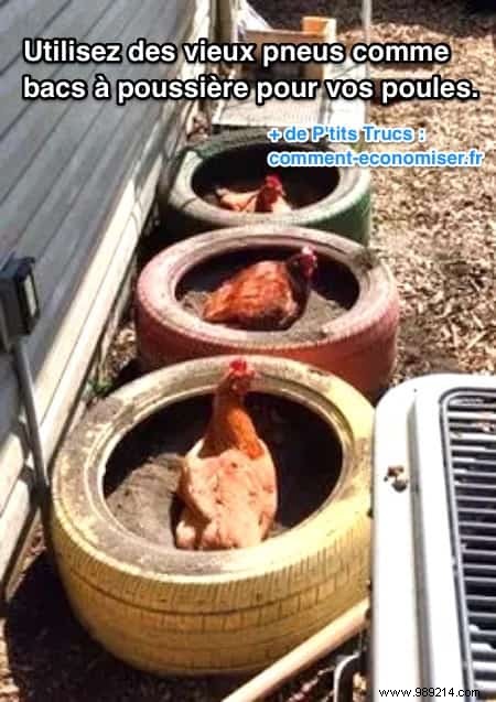 DIY Chicken Dust Baths from Old Tires: Natural Parasite Control for Healthy Hens