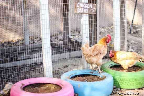 DIY Chicken Dust Baths from Old Tires: Natural Parasite Control for Healthy Hens