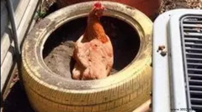 DIY Chicken Dust Baths from Old Tires: Natural Parasite Control for Healthy Hens