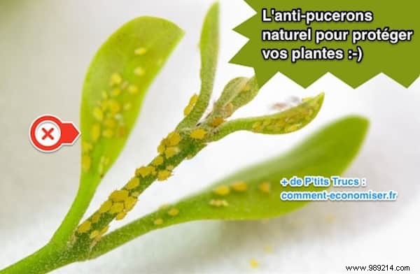 Natural Garlic Spray: Proven Aphid Control for Healthy Indoor and Outdoor Plants