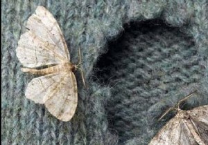 6 Proven Grandma s Remedies to Repel Moths from Your Closet Naturally