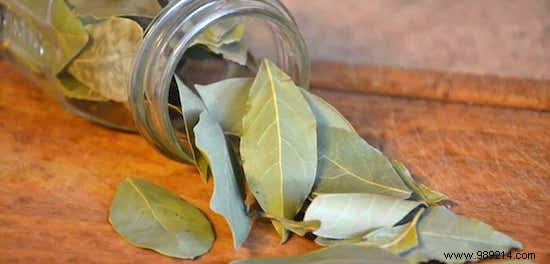 6 Proven Grandma s Remedies to Repel Moths from Your Closet Naturally