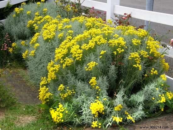 6 Proven Grandma s Remedies to Repel Moths from Your Closet Naturally