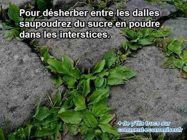 Natural Weed Killer for Patio Slabs: The Simple Powdered Sugar Method