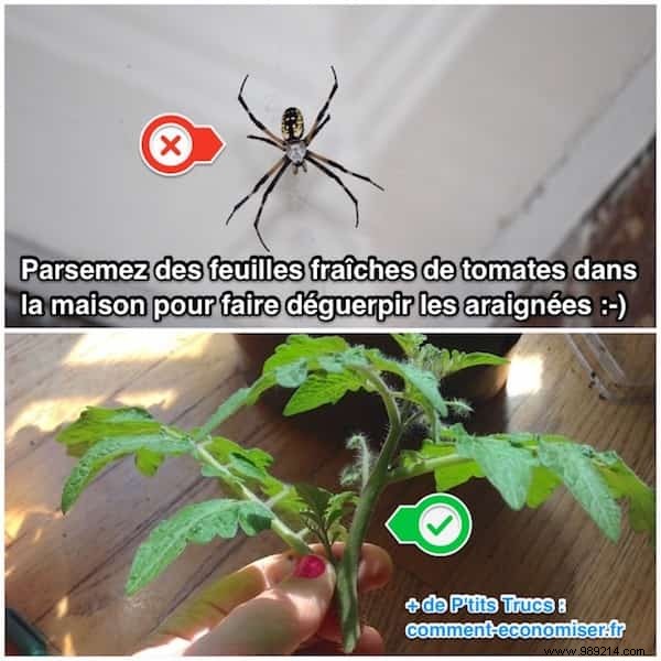 Natural Spider Repellent: Keep Spiders Away from Your Home with Tomato Leaves