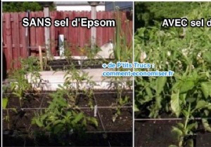 Why Epsom Salt Transforms My Garden and Vegetable Patch: Real Results from Years of Use