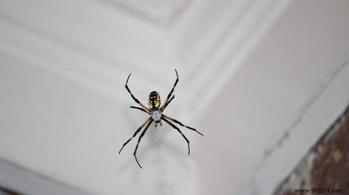 Natural Spider Repellent: Keep Spiders Away from Your Home with Tomato Leaves