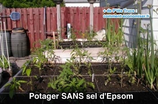 Why Epsom Salt Transforms My Garden and Vegetable Patch: Real Results from Years of Use